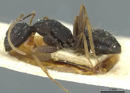 Camponotus jeanneli specimen CASENT0911649 image casent0911649_3