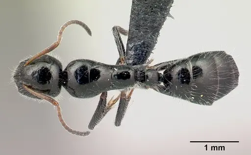 Camponotus jjacquia specimen CASENT0445276 image casent0445276_1