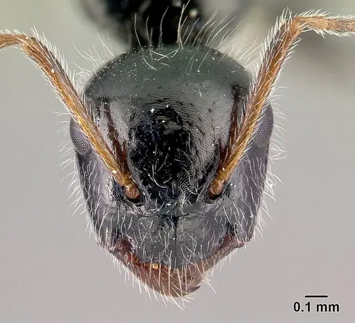 Camponotus jjacquia specimen CASENT0445276 image casent0445276_2