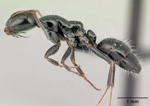 Camponotus jjacquia specimen CASENT0445276 image casent0445276_3