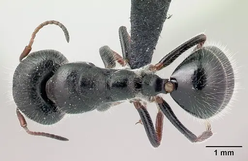 Camponotus jjacquia specimen CASENT0445287 image casent0445287_1