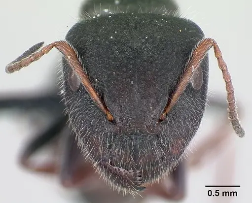 Camponotus jjacquia specimen CASENT0445287 image casent0445287_2