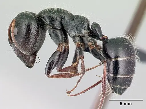 Camponotus jjacquia specimen CASENT0445287 image casent0445287_3