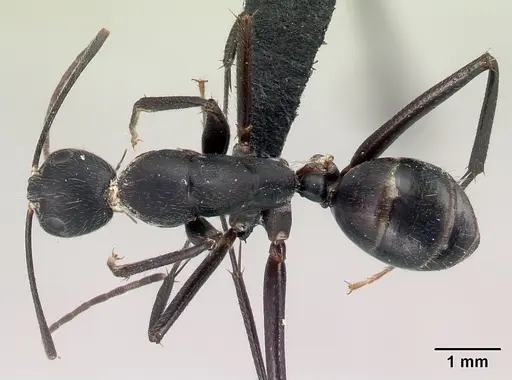 Camponotus joany specimen CASENT0408908 image casent0408908_1