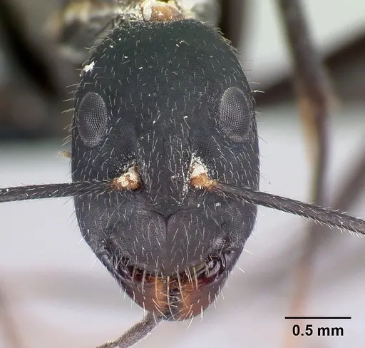 Camponotus joany specimen CASENT0408908 image casent0408908_2