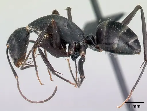 Camponotus joany specimen CASENT0408908 image casent0408908_3