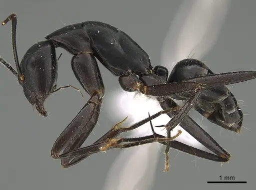 Camponotus joany specimen CASENT0408909 image casent0408909_1