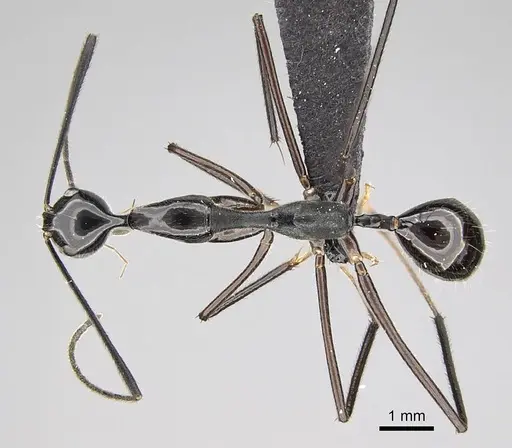 Camponotus jodina specimen CASENT0152090 image casent0152090_1