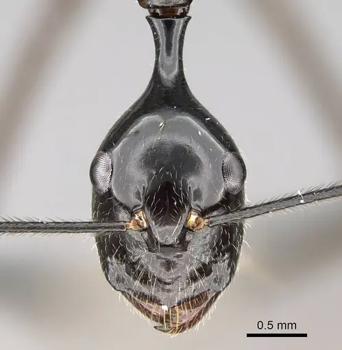 Camponotus jodina specimen CASENT0152090 image casent0152090_2