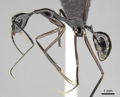 Camponotus jodina specimen CASENT0152090 image casent0152090_3