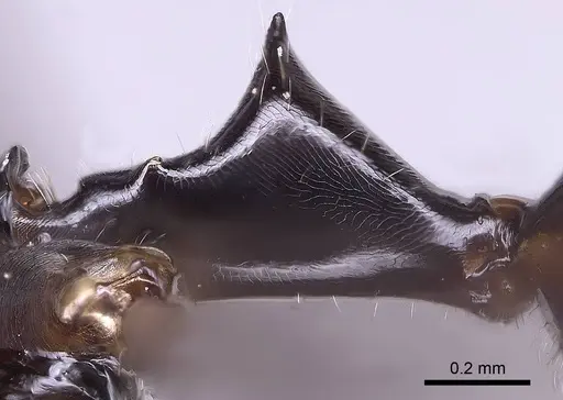 Camponotus jodina specimen CASENT0152090 image casent0152090_4