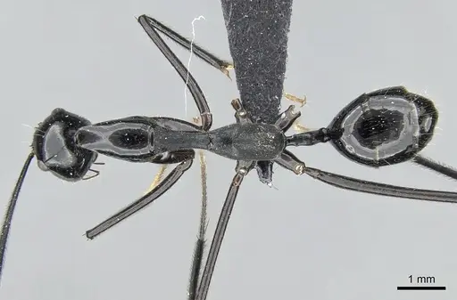 Camponotus jodina specimen CASENT0231116 image casent0231116_1