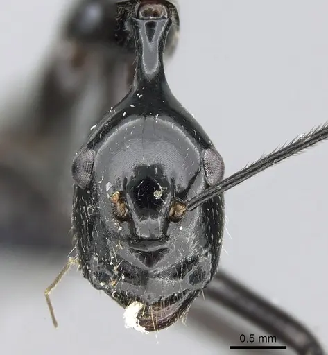 Camponotus jodina specimen CASENT0231116 image casent0231116_2