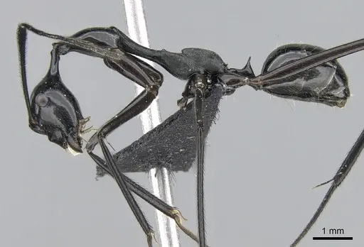 Camponotus jodina specimen CASENT0231116 image casent0231116_3