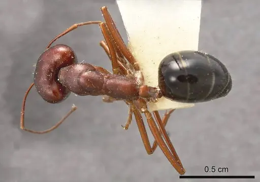 Camponotus johnclarki specimen ANTWEB1008218 image antweb1008218_1