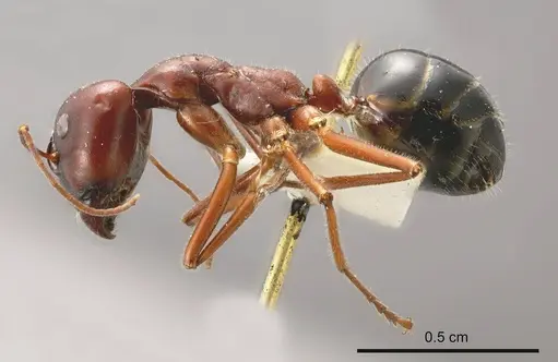 Camponotus johnclarki specimen ANTWEB1008218 image antweb1008218_2