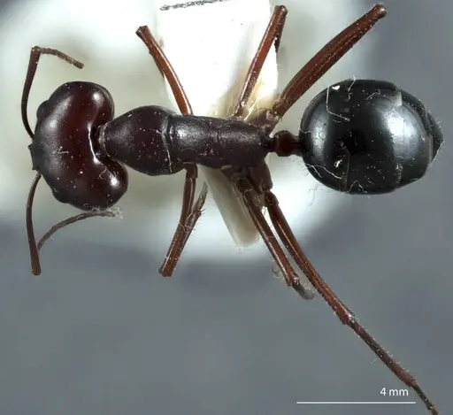 Camponotus johnclarki specimen ANTWEB1041163 image antweb1041163_1