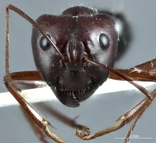 Camponotus johnclarki specimen ANTWEB1041163 image antweb1041163_2