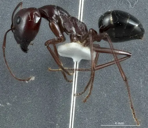 Camponotus johnclarki specimen ANTWEB1041163 image antweb1041163_3