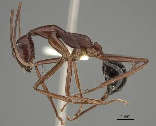 Camponotus johnclarki specimen CASENT0887682 image casent0887682_1