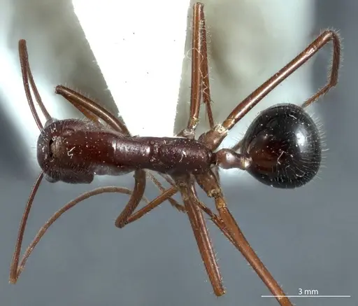 Camponotus johnclarki specimen JDM32-001230 image jdm32-001230_1