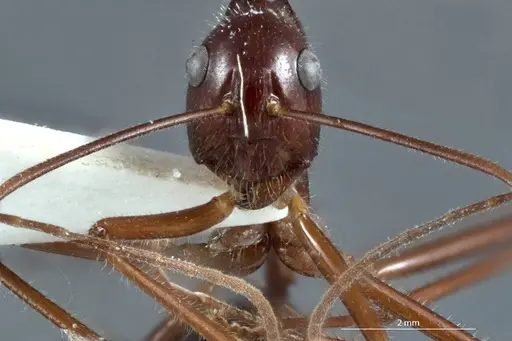 Camponotus johnclarki specimen JDM32-001230 image jdm32-001230_2