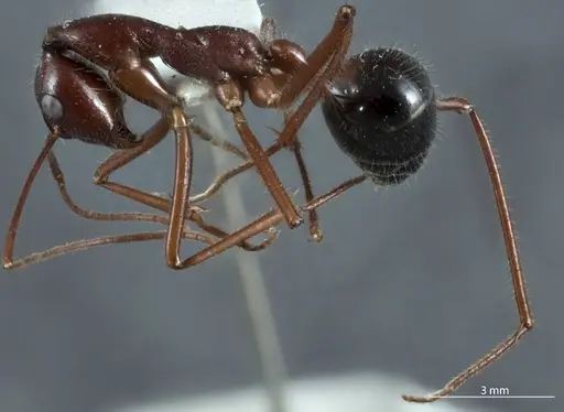 Camponotus johnclarki specimen JDM32-001230 image jdm32-001230_3