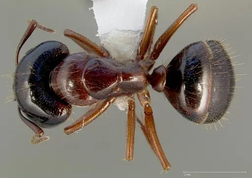 Camponotus johnsoni specimen CASENT0005355 image casent0005355_1