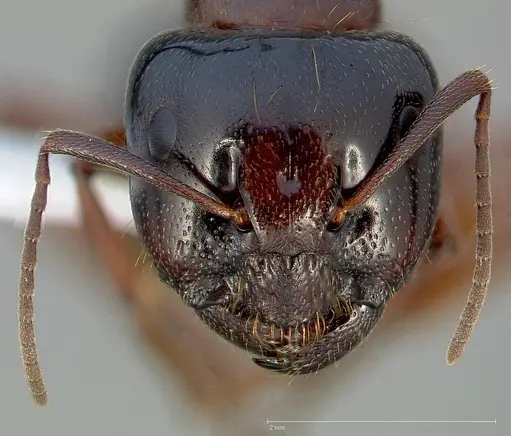 Camponotus johnsoni specimen CASENT0005355 image casent0005355_2