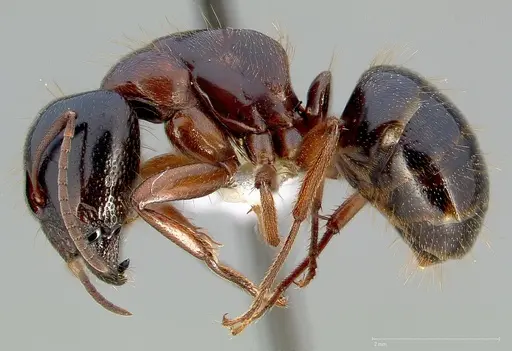 Camponotus johnsoni specimen CASENT0005355 image casent0005355_3