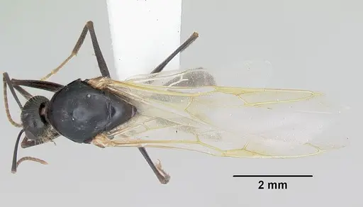 Camponotus johnsoni specimen CASENT0103109 image casent0103109_1
