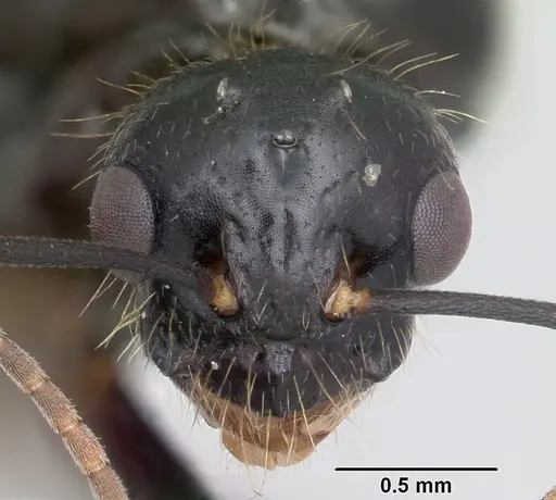 Camponotus johnsoni specimen CASENT0103109 image casent0103109_2
