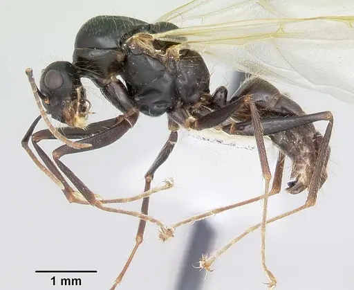 Camponotus johnsoni specimen CASENT0103109 image casent0103109_3