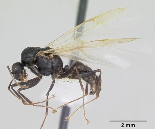 Camponotus johnsoni specimen CASENT0103109 image casent0103109_4