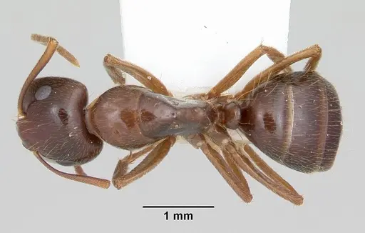 Camponotus johnsoni specimen CASENT0103110 image casent0103110_1