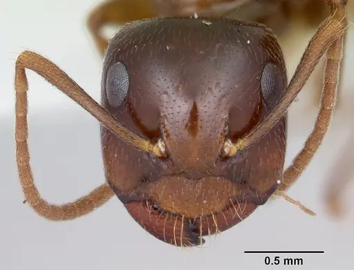 Camponotus johnsoni specimen CASENT0103110 image casent0103110_2