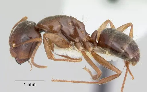 Camponotus johnsoni specimen CASENT0103110 image casent0103110_3