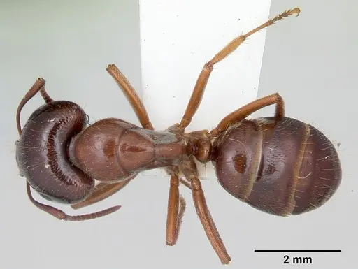 Camponotus johnsoni specimen CASENT0103111 image casent0103111_1