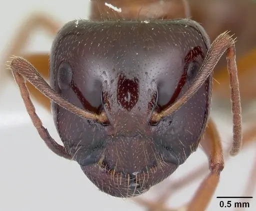 Camponotus johnsoni specimen CASENT0103111 image casent0103111_2