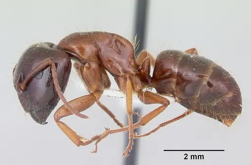Camponotus johnsoni specimen CASENT0103111 image casent0103111_3