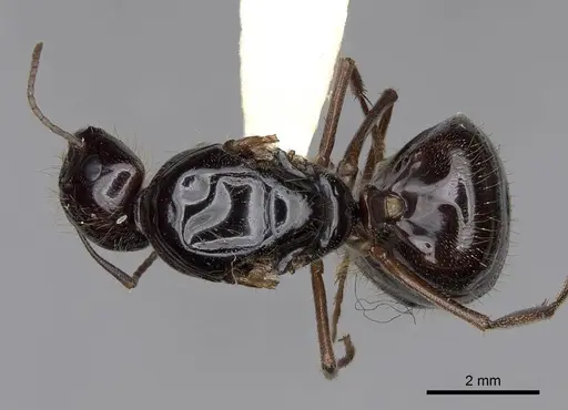 Camponotus johnsoni specimen CASENT0923086 image casent0923086_1