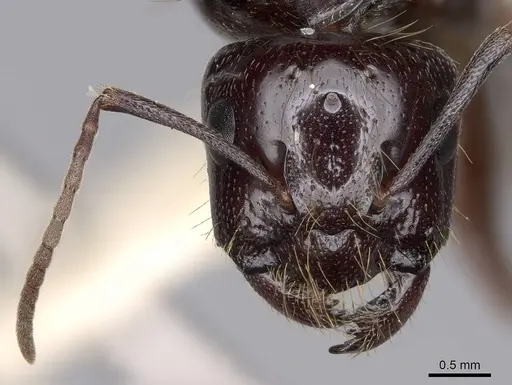 Camponotus johnsoni specimen CASENT0923086 image casent0923086_2