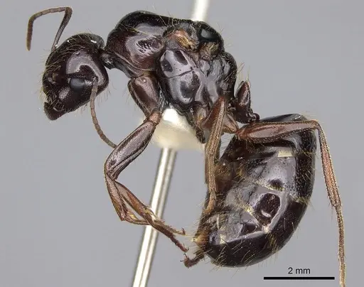 Camponotus johnsoni specimen CASENT0923086 image casent0923086_3