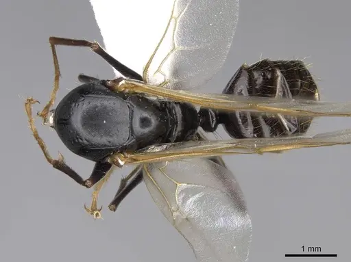 Camponotus johnsoni specimen CASENT0923087 image casent0923087_1