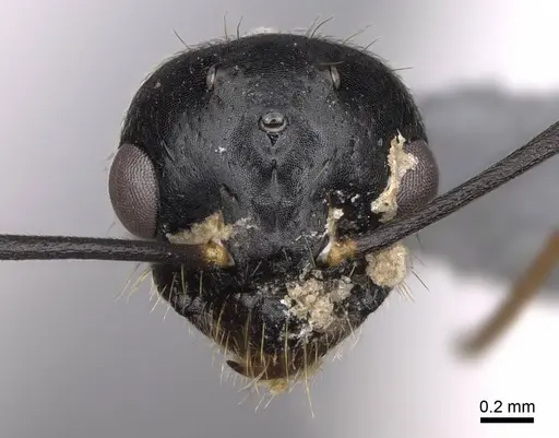 Camponotus johnsoni specimen CASENT0923087 image casent0923087_2