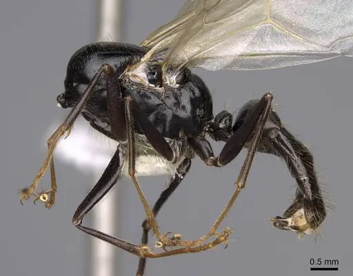 Camponotus johnsoni specimen CASENT0923087 image casent0923087_3