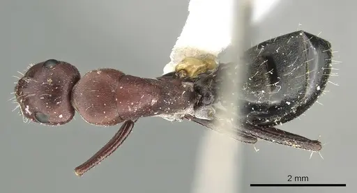 Camponotus judithmorrisae specimen CASENT0915761 image casent0915761_1