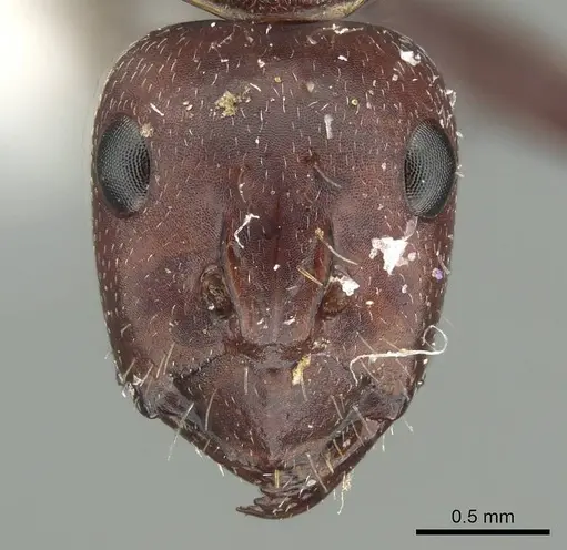 Camponotus judithmorrisae specimen CASENT0915761 image casent0915761_2