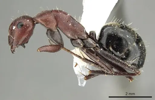 Camponotus judithmorrisae specimen CASENT0915761 image casent0915761_3