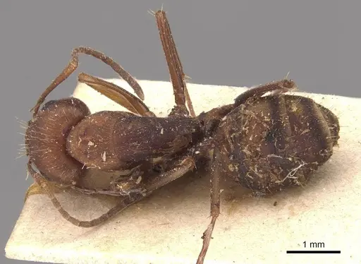 Camponotus juliae specimen CASENT0905480 image casent0905480_1